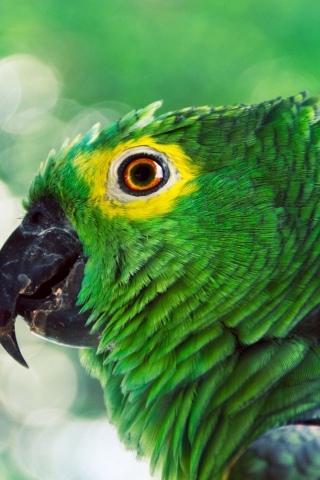 Sfondi Green Parrot 320x480