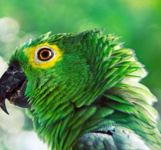Green Parrot - Obrázkek zdarma pro 128x128