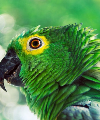 Green Parrot - Obrázkek zdarma pro iPhone 5