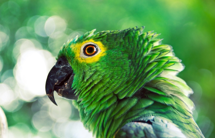 Green Parrot wallpaper