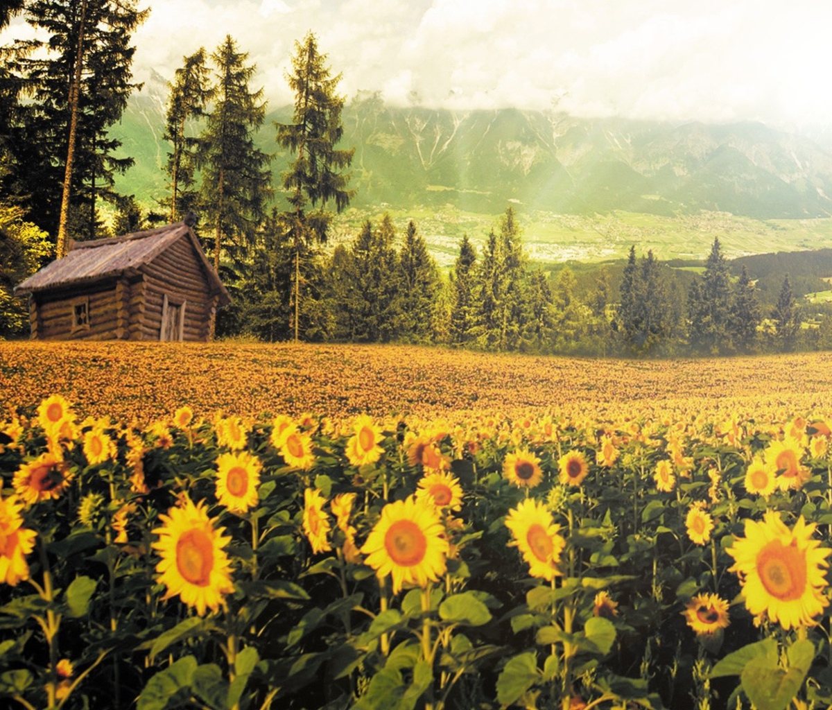 Fondo de pantalla Sunflowers And Wooden Hut 1200x1024