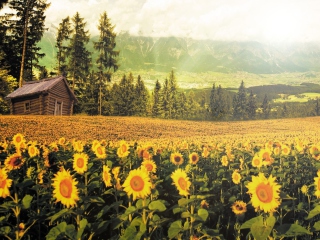 Sfondi Sunflowers And Wooden Hut 320x240