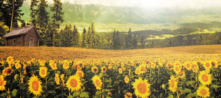 Screenshot №1 pro téma Sunflowers And Wooden Hut 720x320