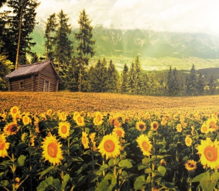 Sunflowers And Wooden Hut Wallpaper for iPad mini 2