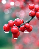 Screenshot №1 pro téma Raindrops On Red Berries 128x160