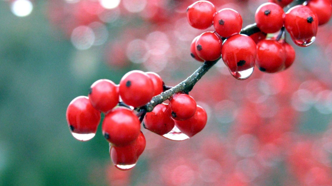 Sfondi Raindrops On Red Berries 1366x768
