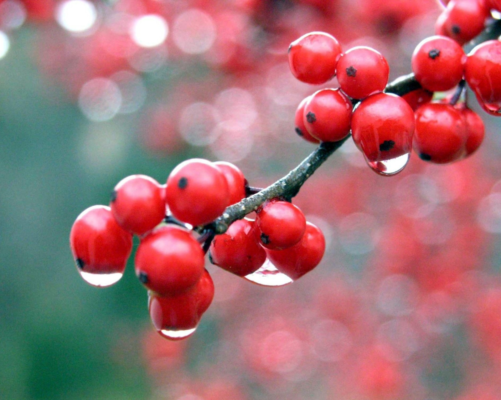 Fondo de pantalla Raindrops On Red Berries 1600x1280