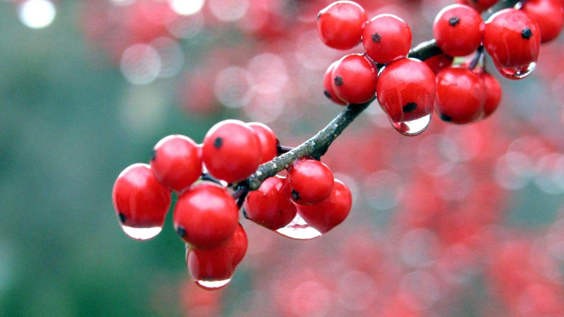 Screenshot №1 pro téma Raindrops On Red Berries 1920x1080