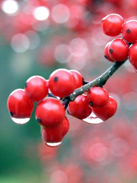 Screenshot №1 pro téma Raindrops On Red Berries 480x640