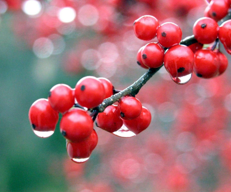 Raindrops On Red Berries wallpaper 960x800