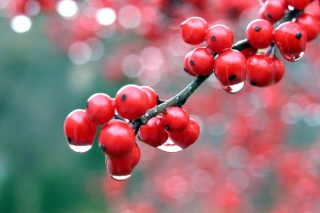 Raindrops On Red Berries - Obrázkek zdarma 