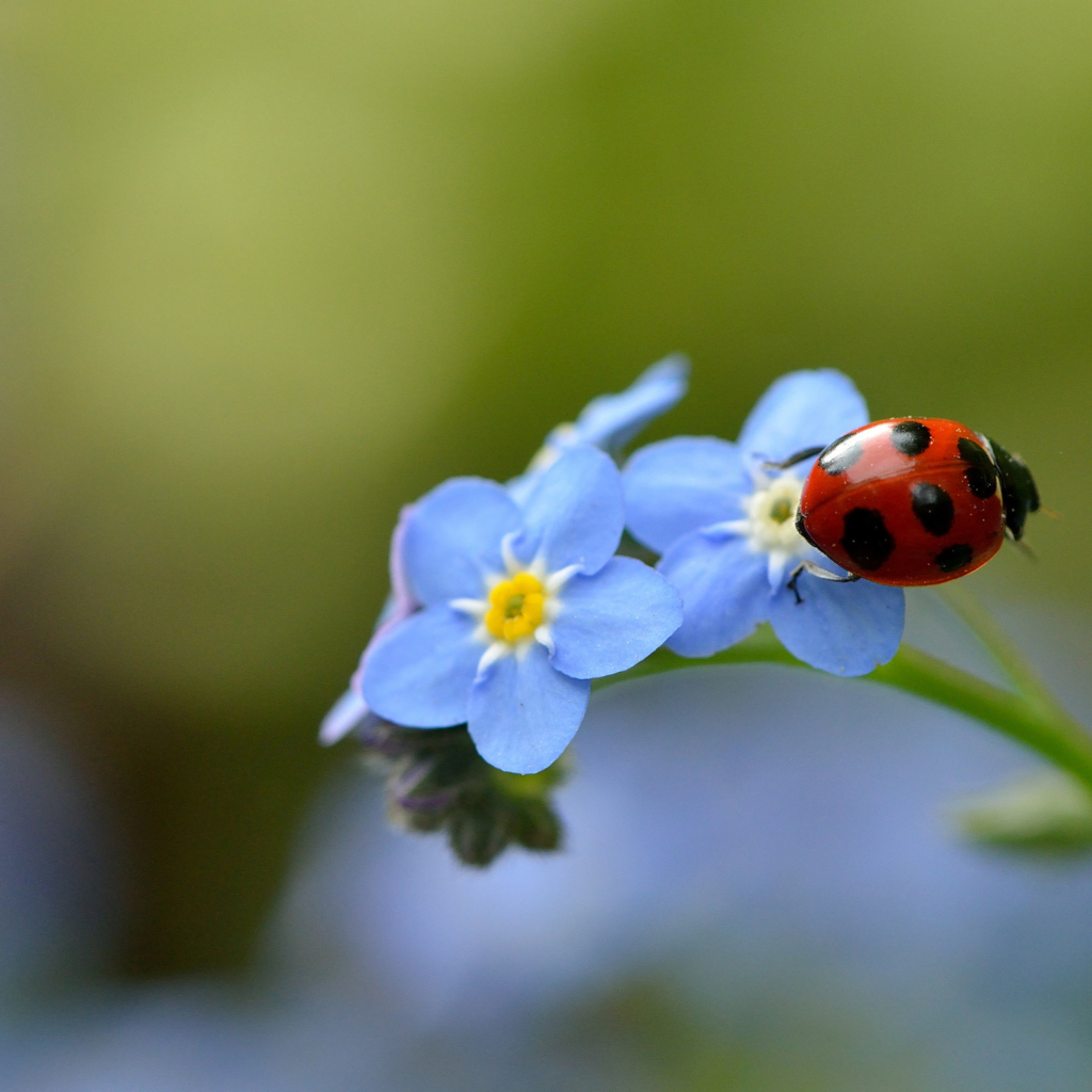 Das Ladybug On Blue Flowers Wallpaper 1024x1024