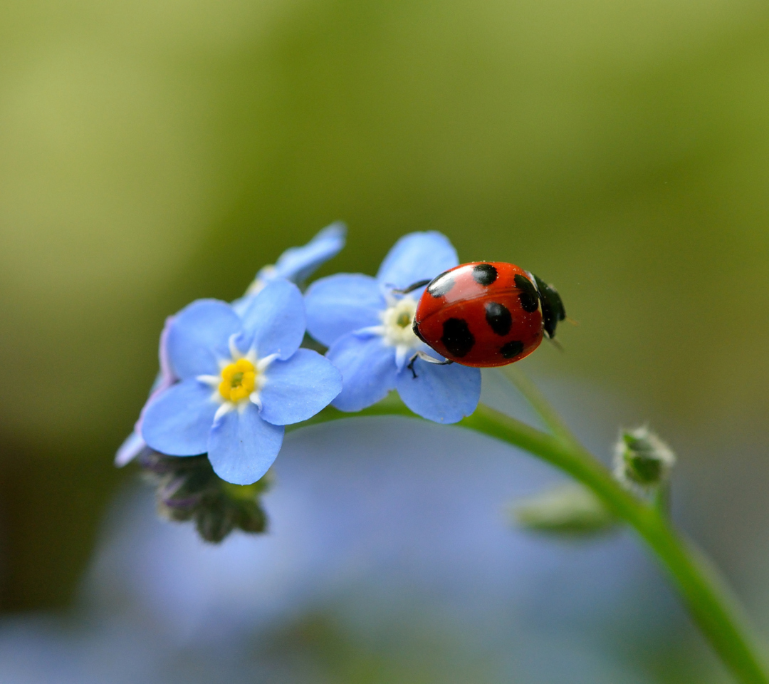 Обои Ladybug On Blue Flowers 1080x960