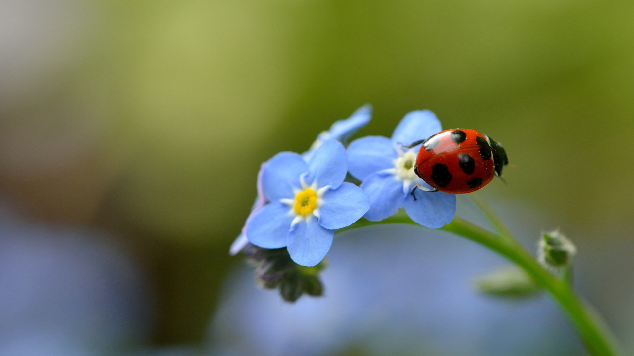 Обои Ladybug On Blue Flowers 1280x720