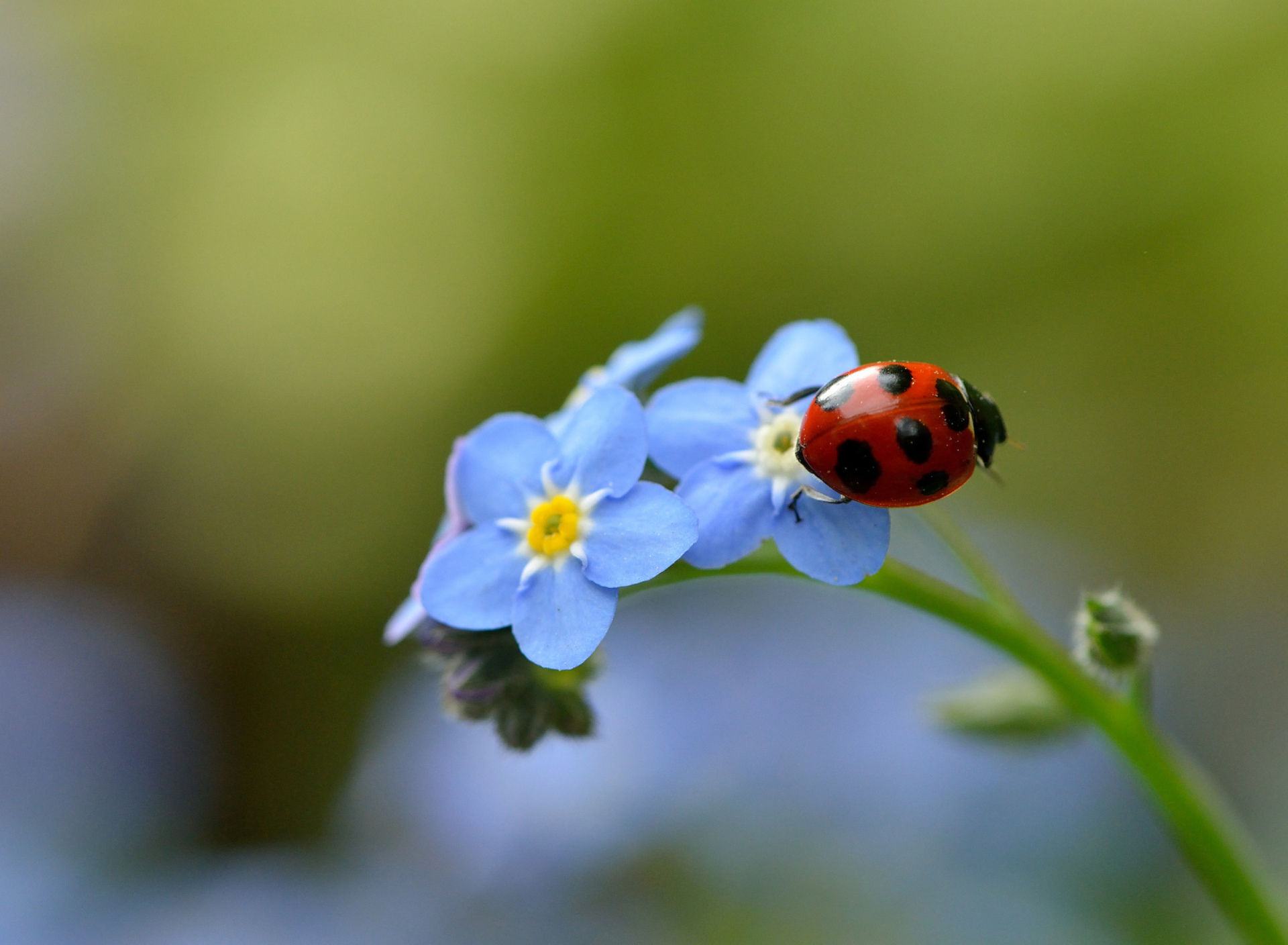 Обои Ladybug On Blue Flowers 1920x1408