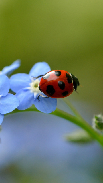 Обои Ladybug On Blue Flowers 360x640