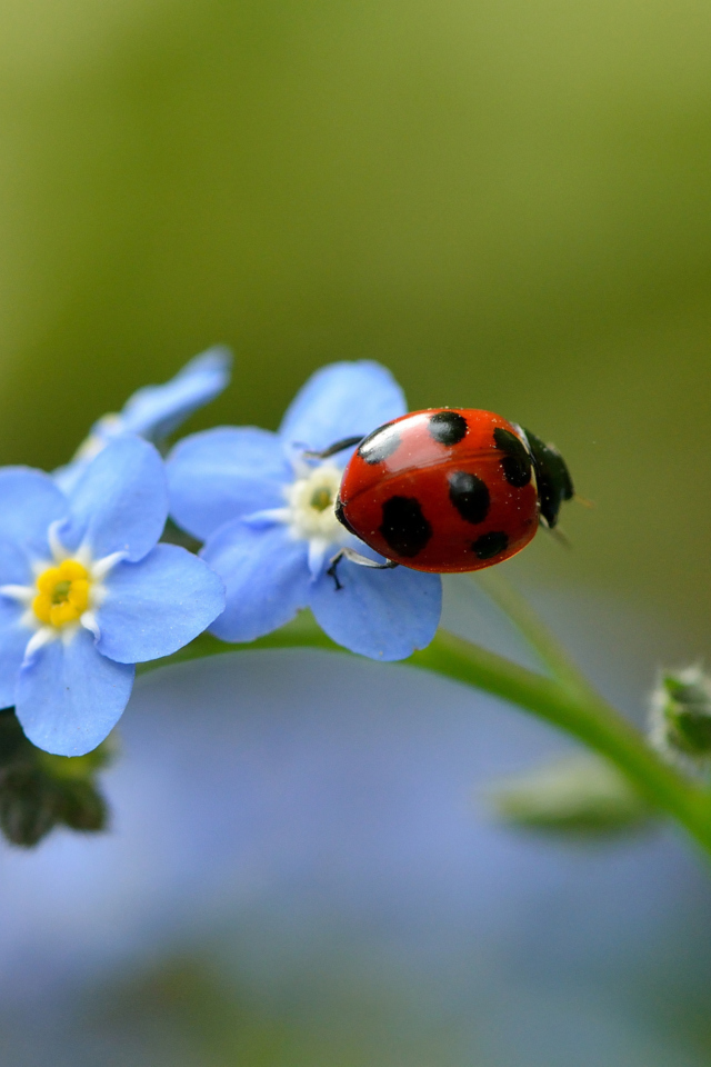 Fondo de pantalla Ladybug On Blue Flowers 640x960