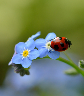 Ladybug On Blue Flowers - Obrázkek zdarma pro Nokia Asha 308