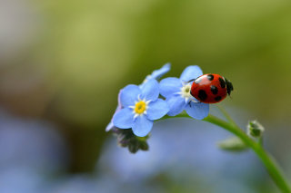 Kostenloses Ladybug On Blue Flowers Wallpaper für Android, iPhone und iPad