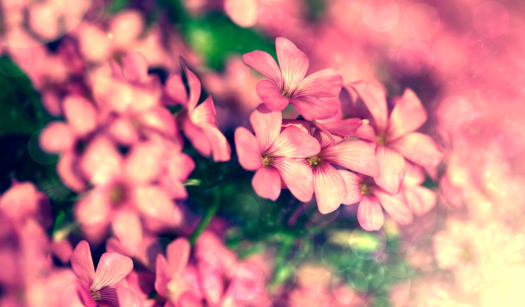 Обои Bush of pink flowers 1024x600