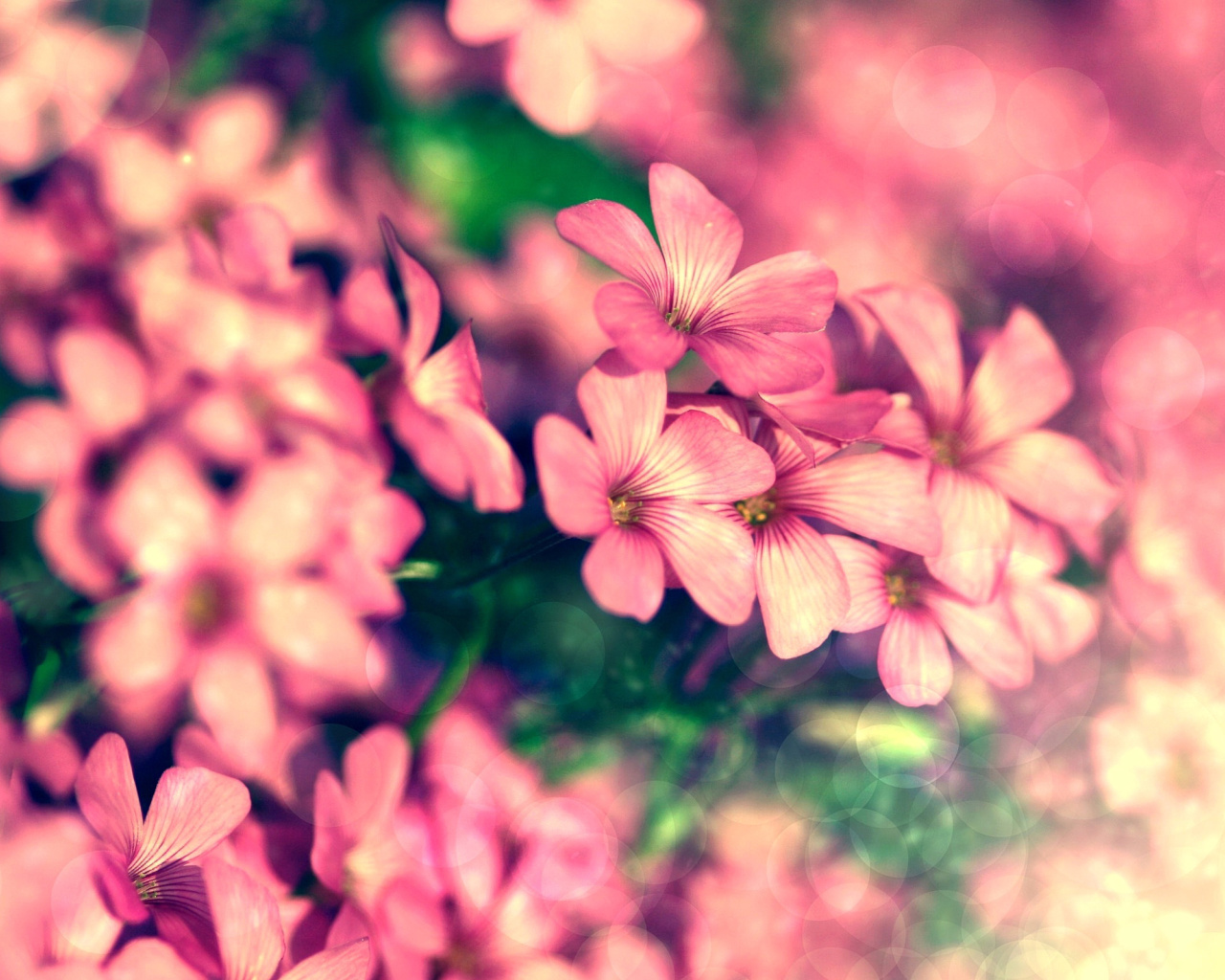 Bush of pink flowers screenshot #1 1280x1024