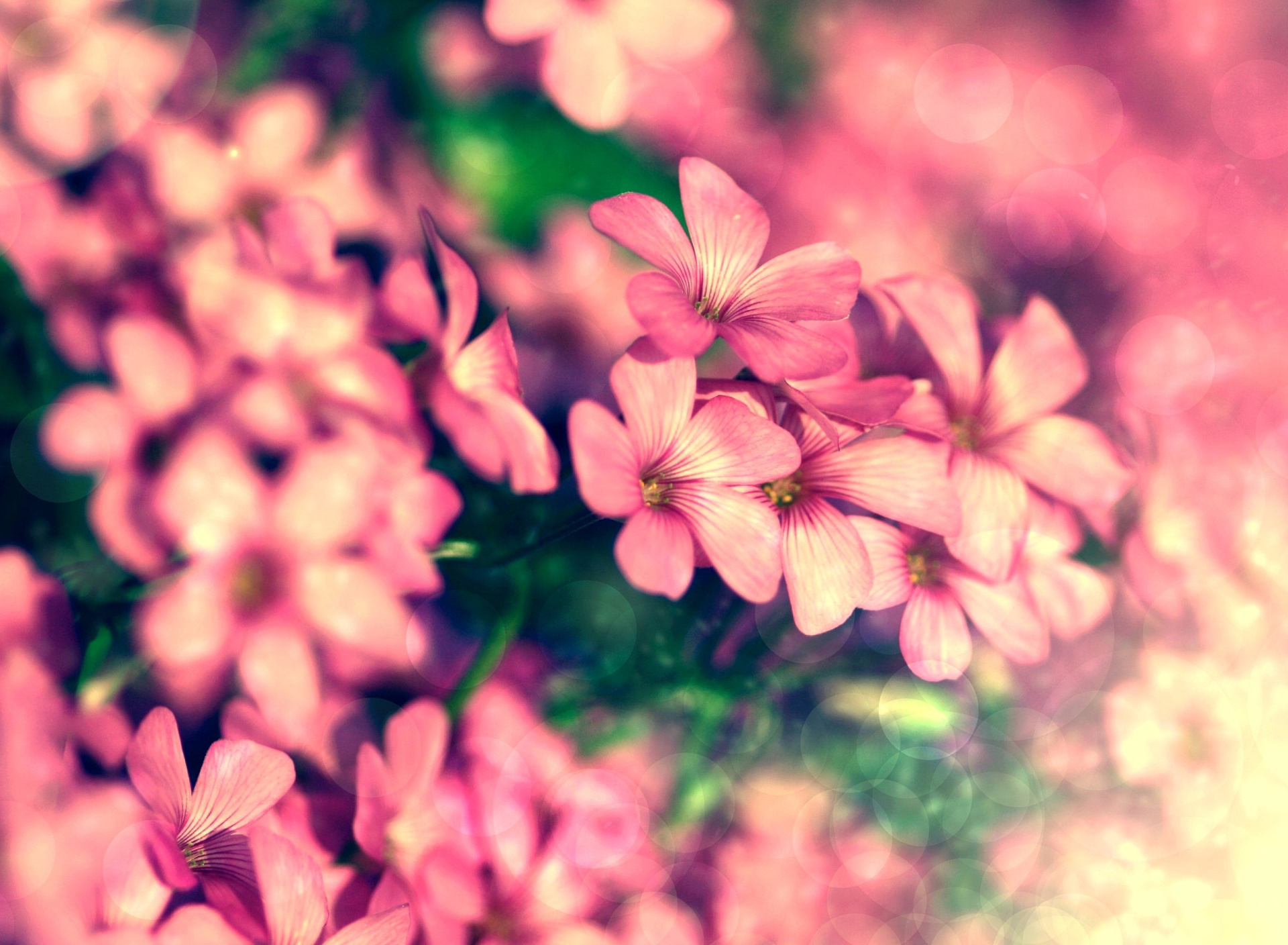 Bush of pink flowers screenshot #1 1920x1408