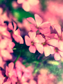 Sfondi Bush of pink flowers 240x320