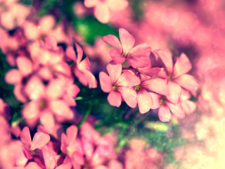 Обои Bush of pink flowers 320x240