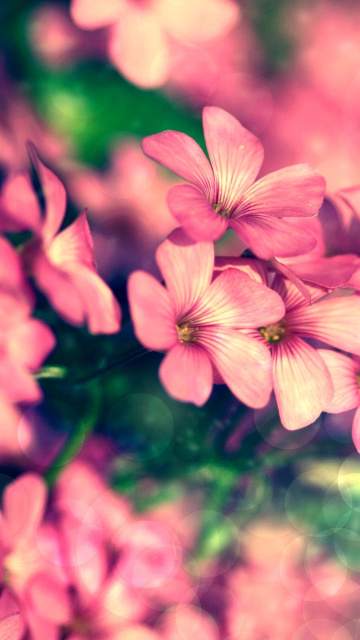 Das Bush of pink flowers Wallpaper 360x640