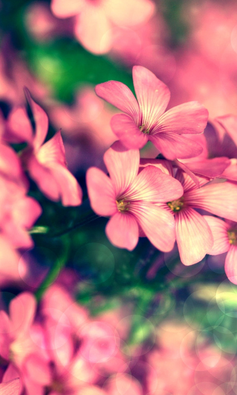 Bush of pink flowers wallpaper 480x800