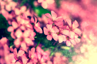 Free Bush of pink flowers Picture for Android, iPhone and iPad