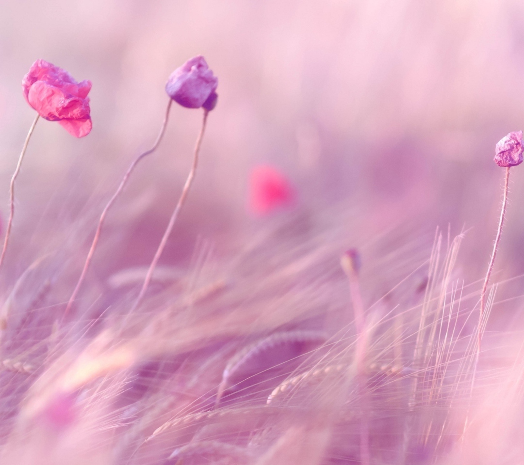 Pink & Purple Flower Field wallpaper 1080x960