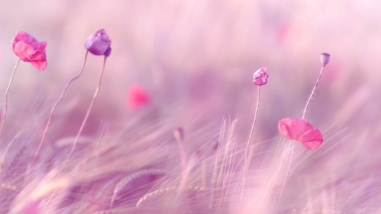 Das Pink & Purple Flower Field Wallpaper 1280x720