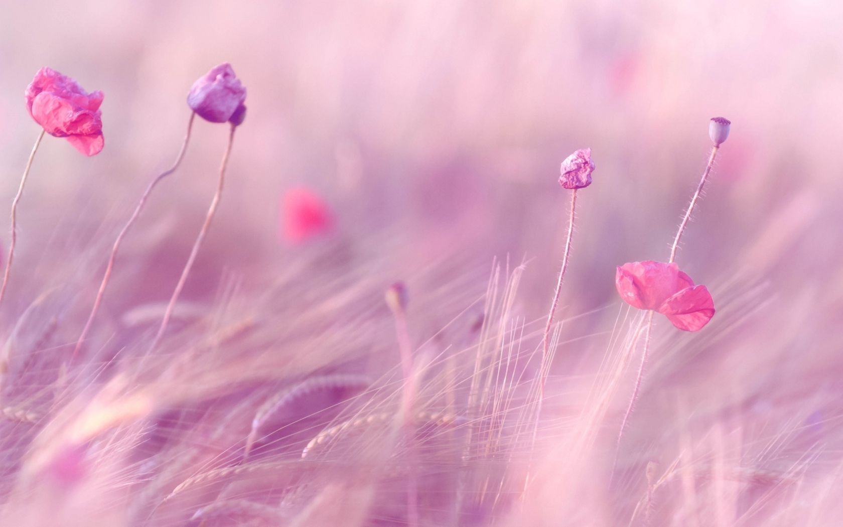 Das Pink & Purple Flower Field Wallpaper 1680x1050
