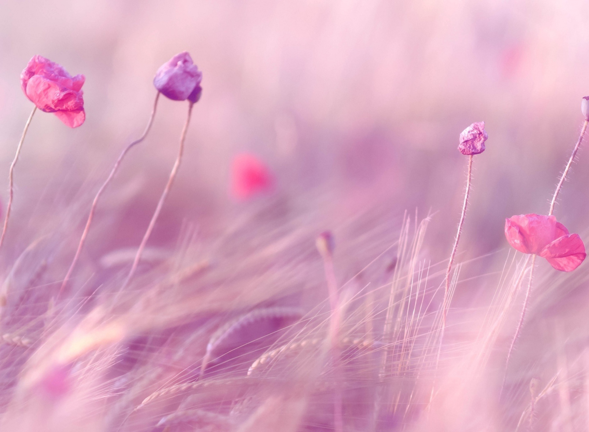 Screenshot №1 pro téma Pink & Purple Flower Field 1920x1408