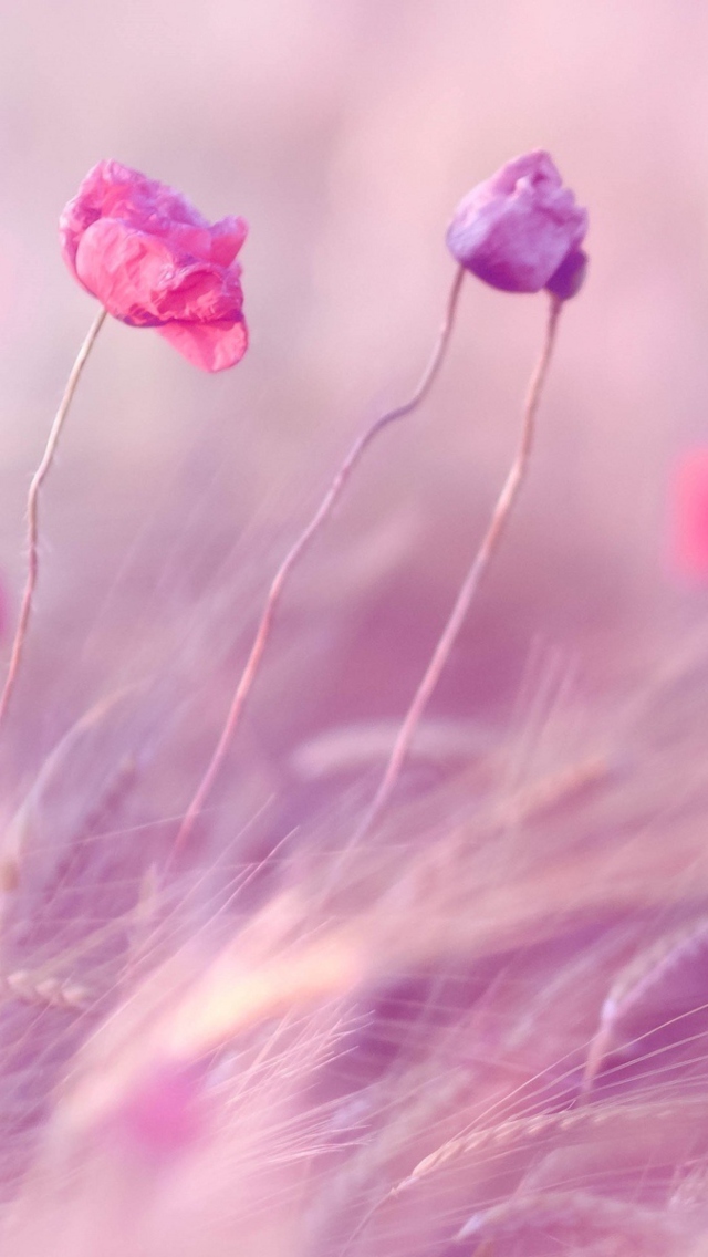 Das Pink & Purple Flower Field Wallpaper 640x1136