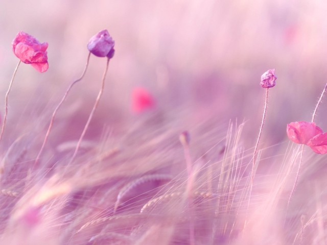 Das Pink & Purple Flower Field Wallpaper 640x480