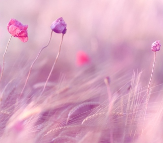 Pink & Purple Flower Field - Obrázkek zdarma pro iPad 2