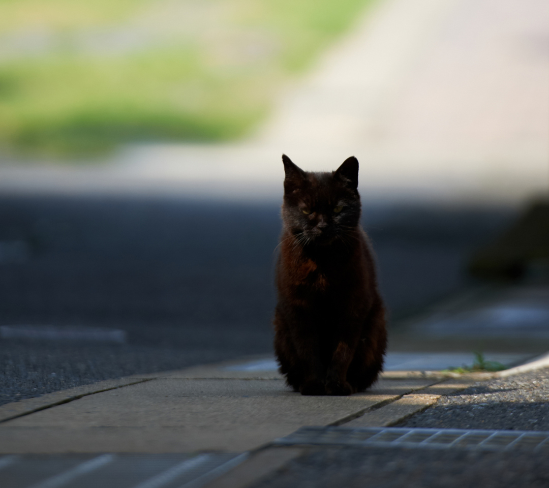 Fondo de pantalla Black Cat 1080x960