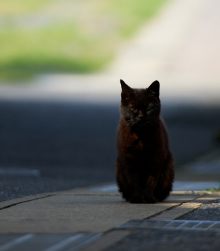 Black Cat - Obrázkek zdarma pro iPhone 5