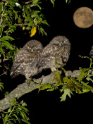 Обои Athene Owl 132x176
