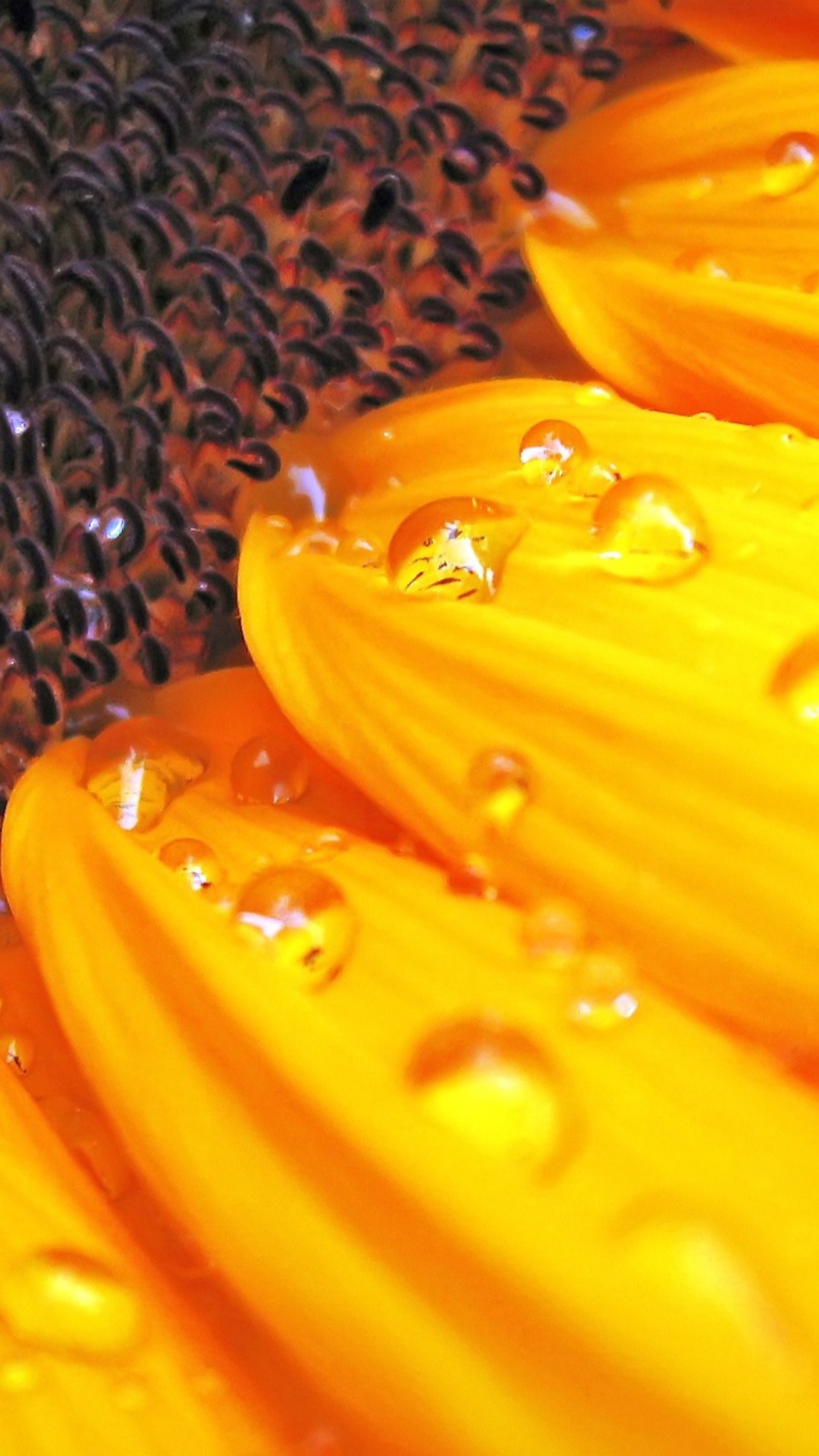 Обои Sunflower Close Up 1080x1920