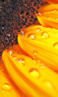 Screenshot №1 pro téma Sunflower Close Up 240x400