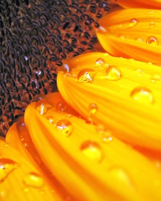 Sunflower Close Up sfondi gratuiti per 640x1136
