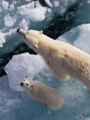 Fondo de pantalla Polar Bears 132x176