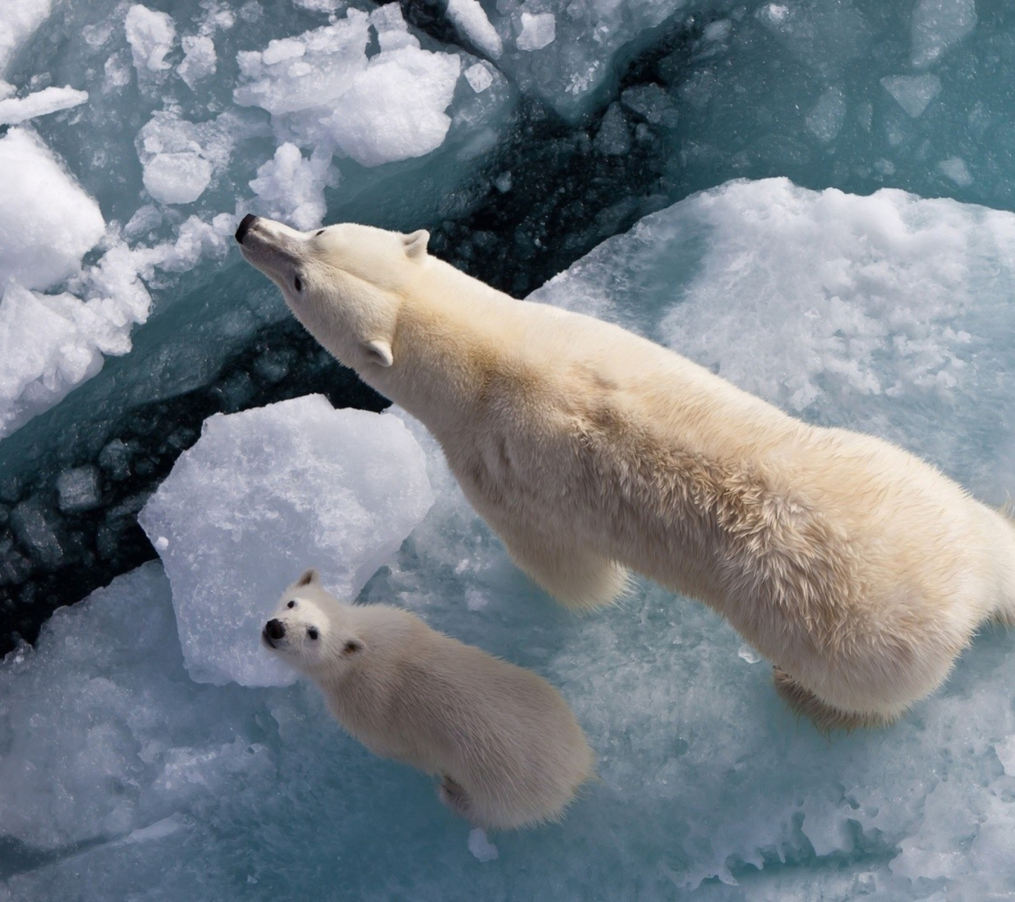 Fondo de pantalla Polar Bears 1440x1280