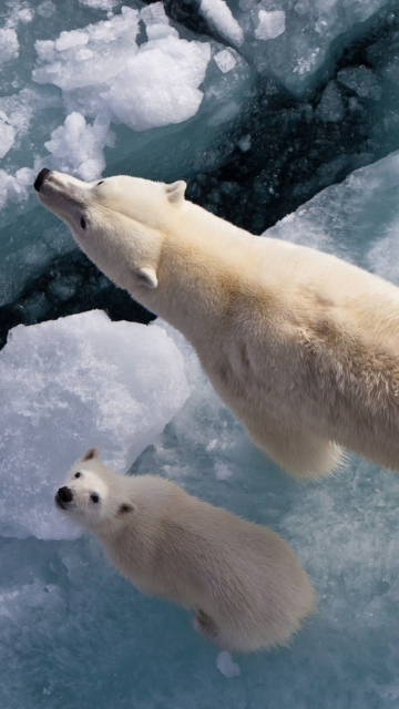 Fondo de pantalla Polar Bears 360x640