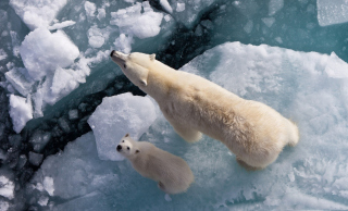 Polar Bears - Obrázkek zdarma pro 1600x900