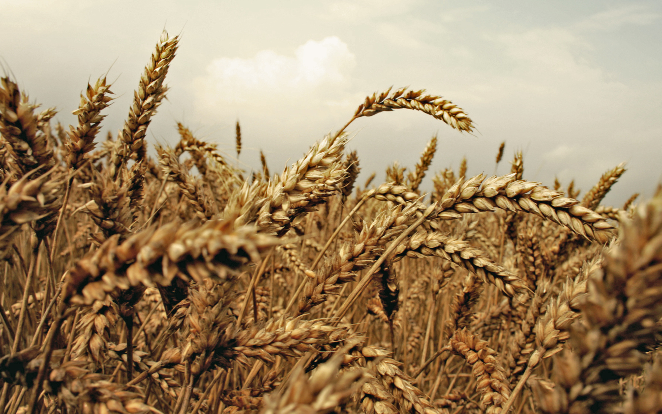 Wheat field screenshot #1 2560x1600