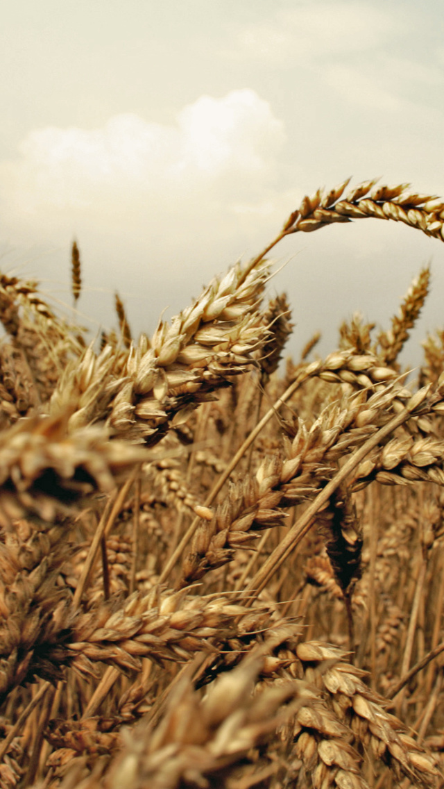 Wheat field screenshot #1 640x1136